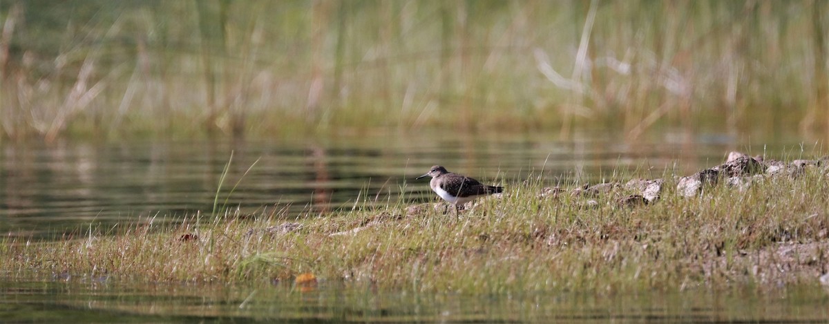 Spotted Sandpiper - ML478668381