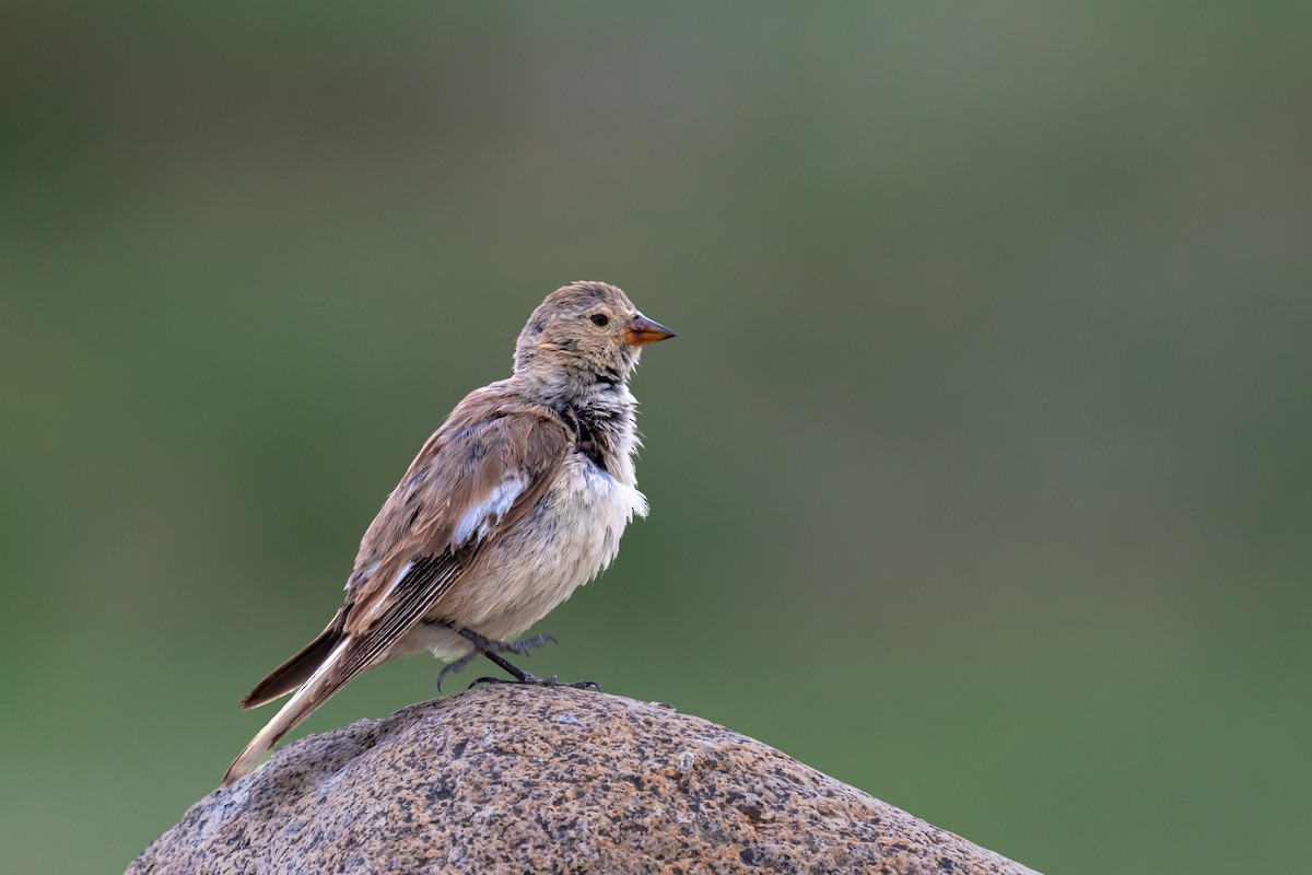 Black-winged Snowfinch - Rajkumar Das