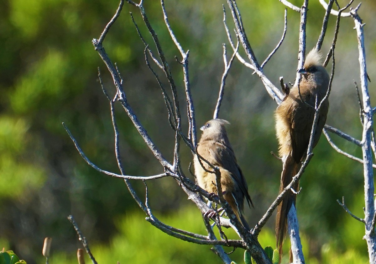 Speckled Mousebird - ML478670011