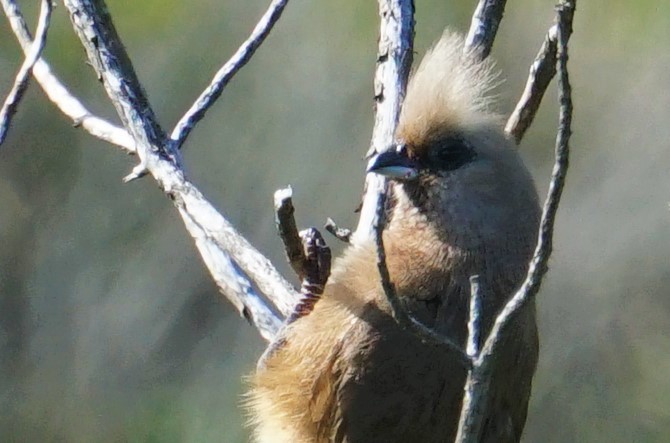 Speckled Mousebird - ML478670021