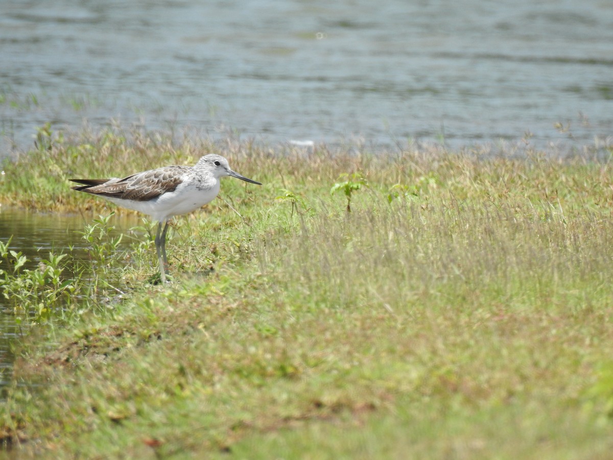 Common Greenshank - ML478671401