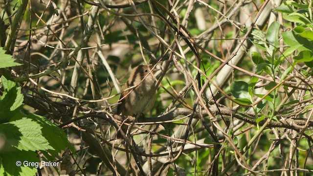 Thrush Nightingale - ML478671521