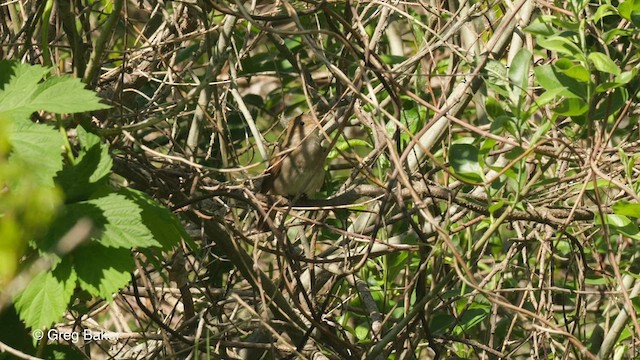 Thrush Nightingale - ML478671531