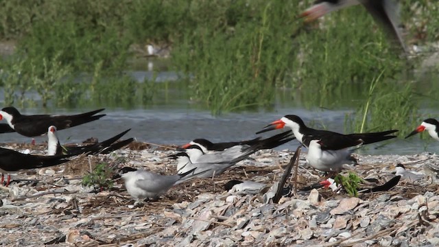 Gull-billed Tern - ML478672