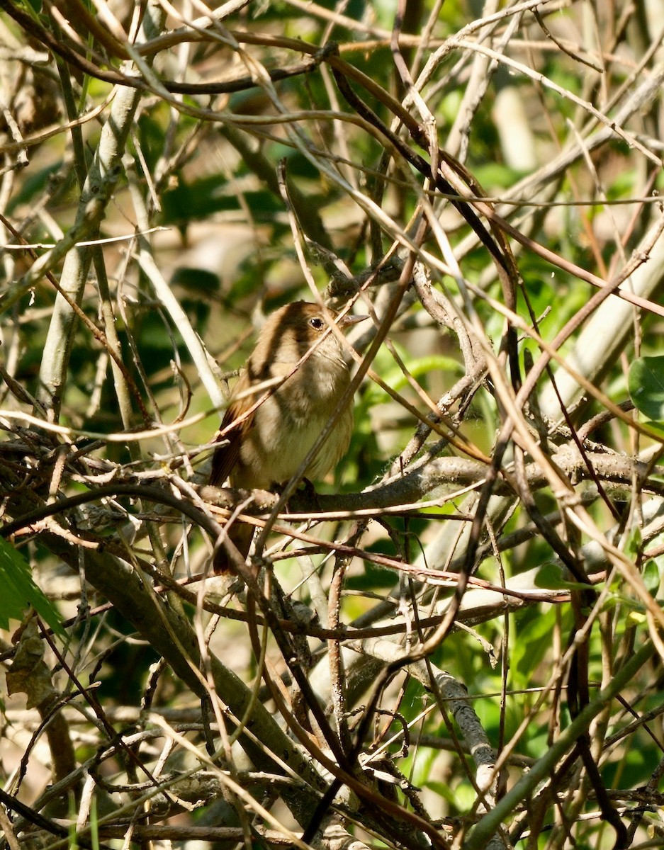 Thrush Nightingale - Greg Baker