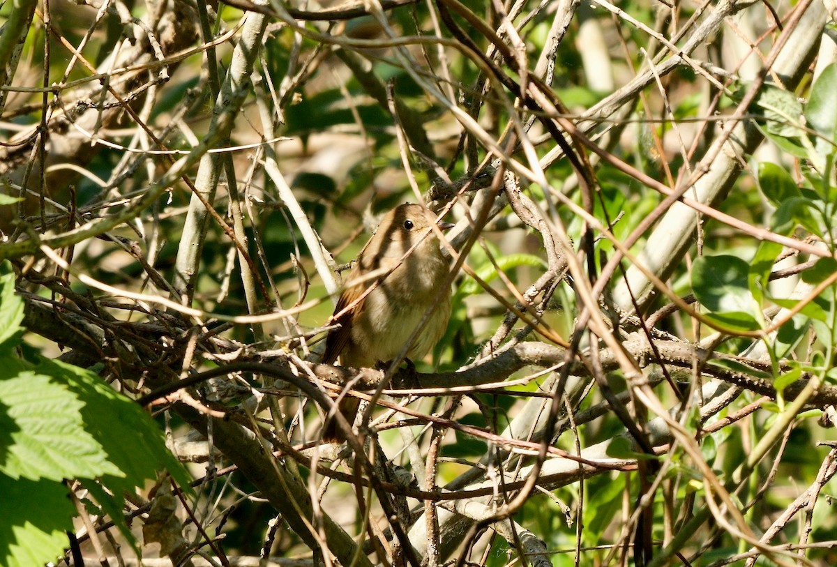 Thrush Nightingale - ML478672121