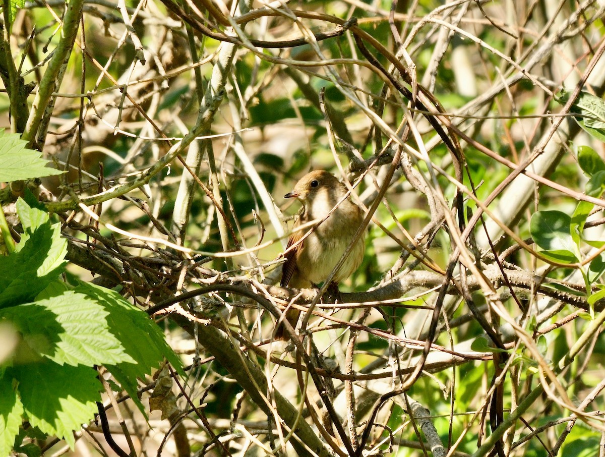 Thrush Nightingale - Greg Baker