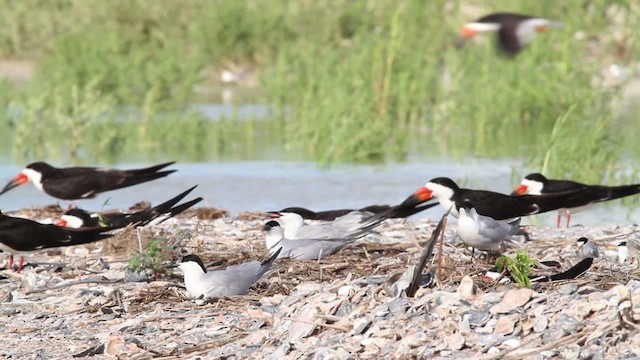 Gull-billed Tern - ML478673