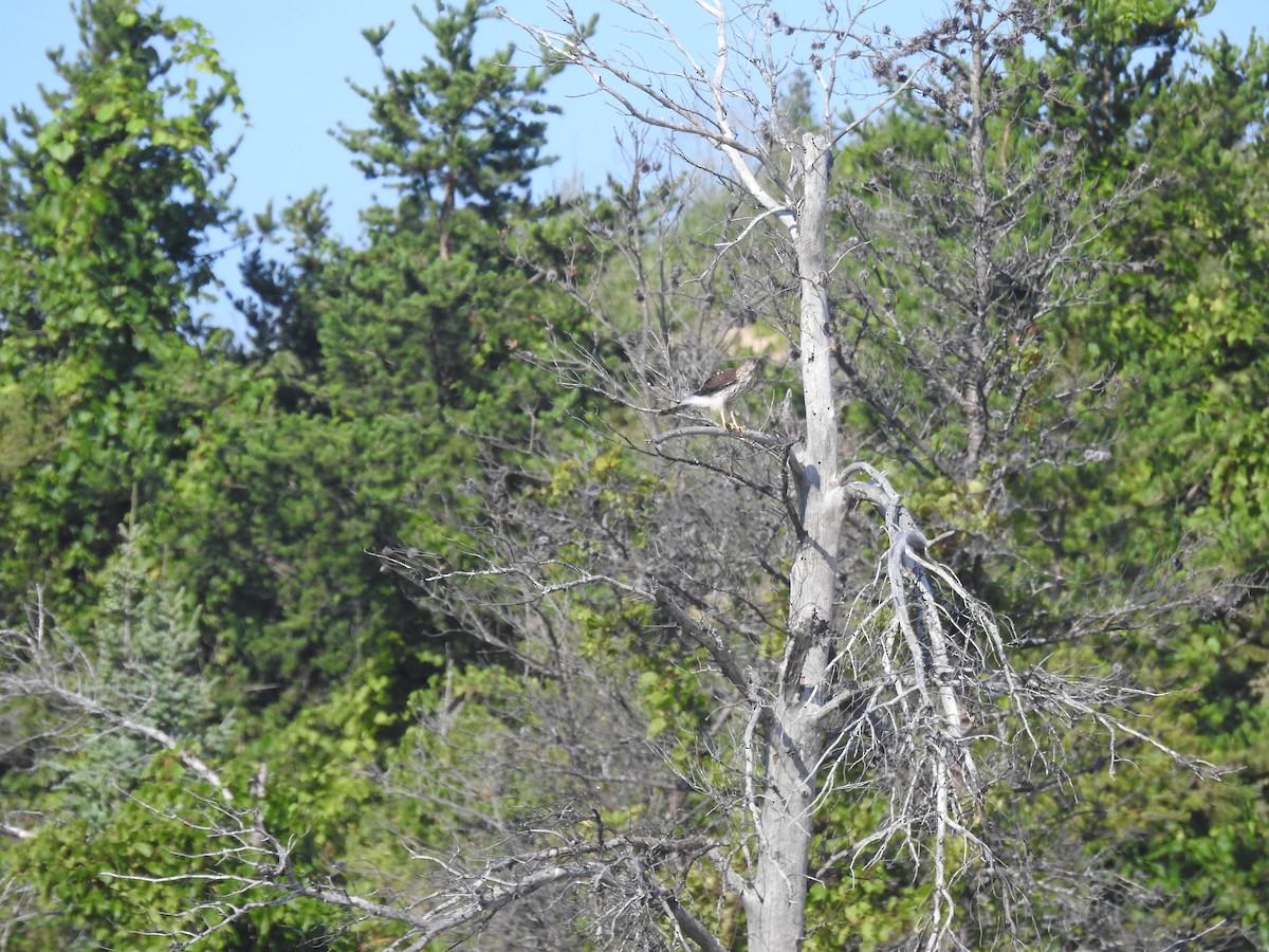 Cooper's Hawk - ML478673391