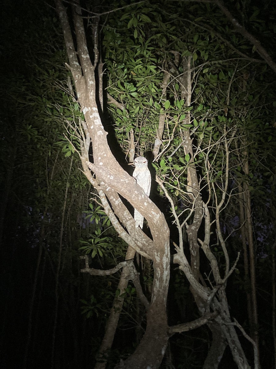 Papuan Frogmouth - Max Sonnemann