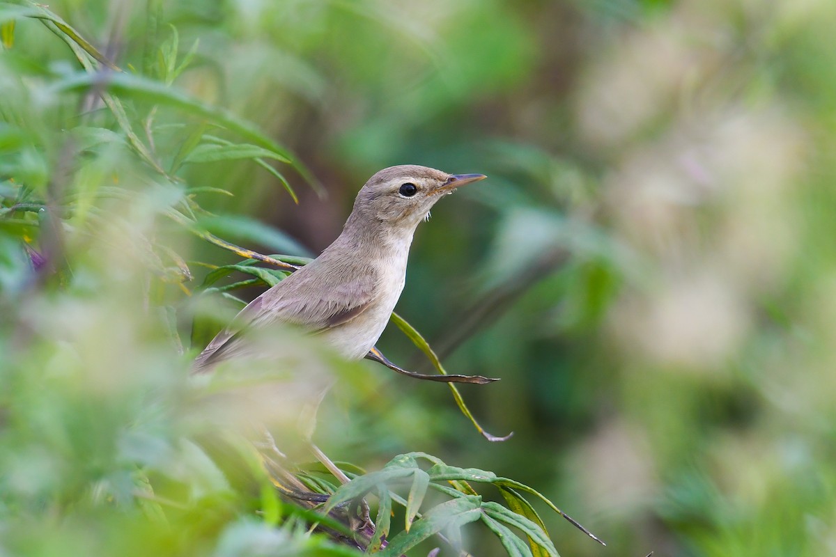 Booted Warbler - ML478675451