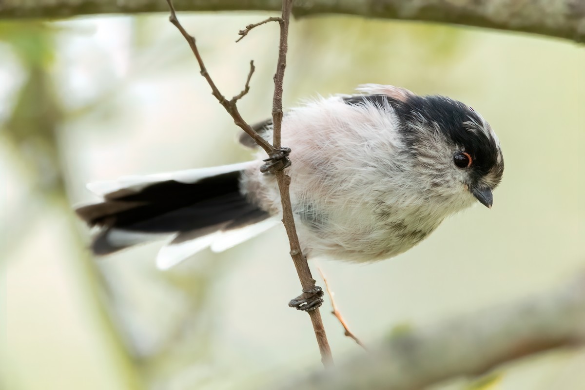 Long-tailed Tit - Aimar Hernández Merino