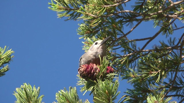 Clark's Nutcracker - ML478676191