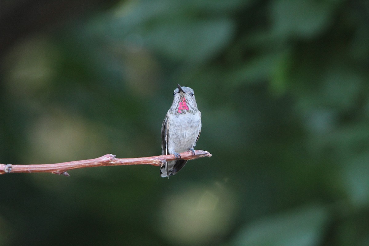 Anna's Hummingbird - ML478677431