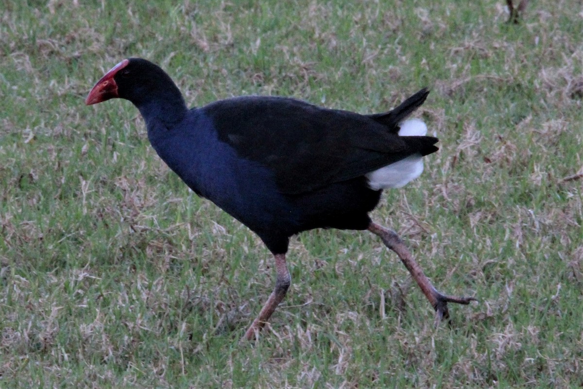 Australasian Swamphen - ML478679641