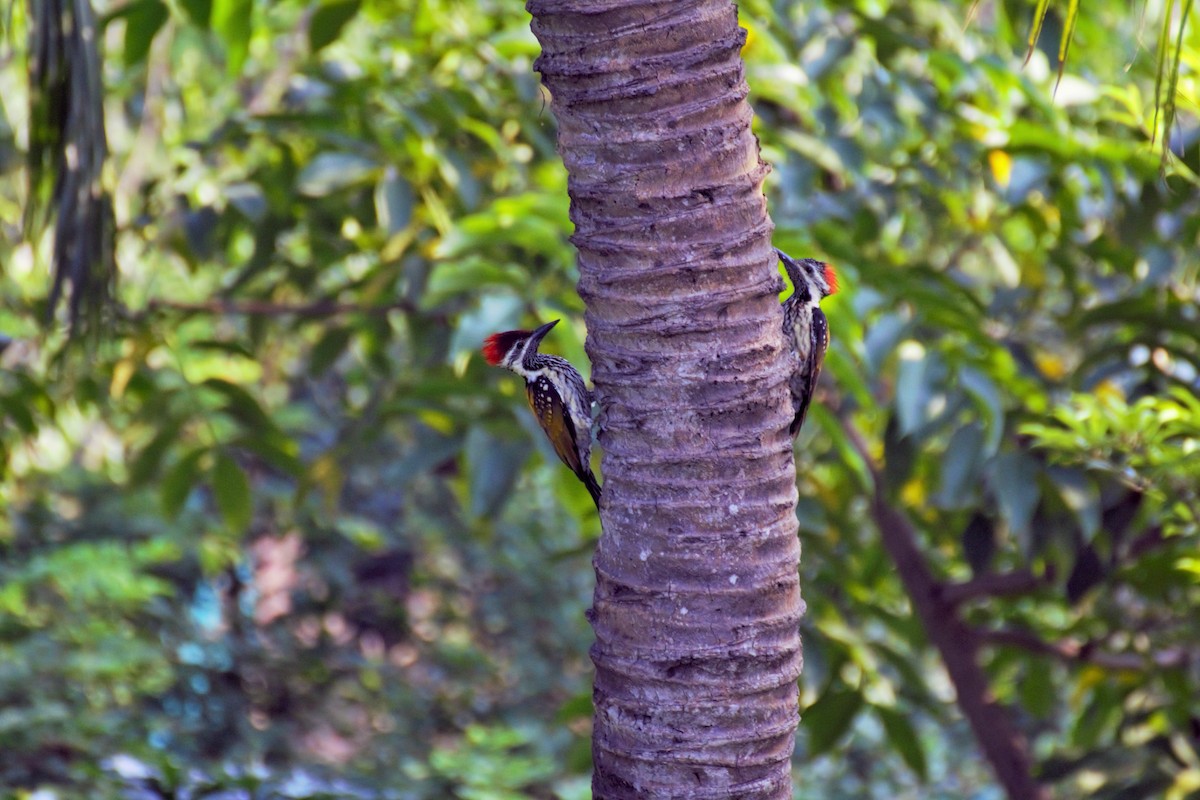 Black-rumped Flameback - ML47868071