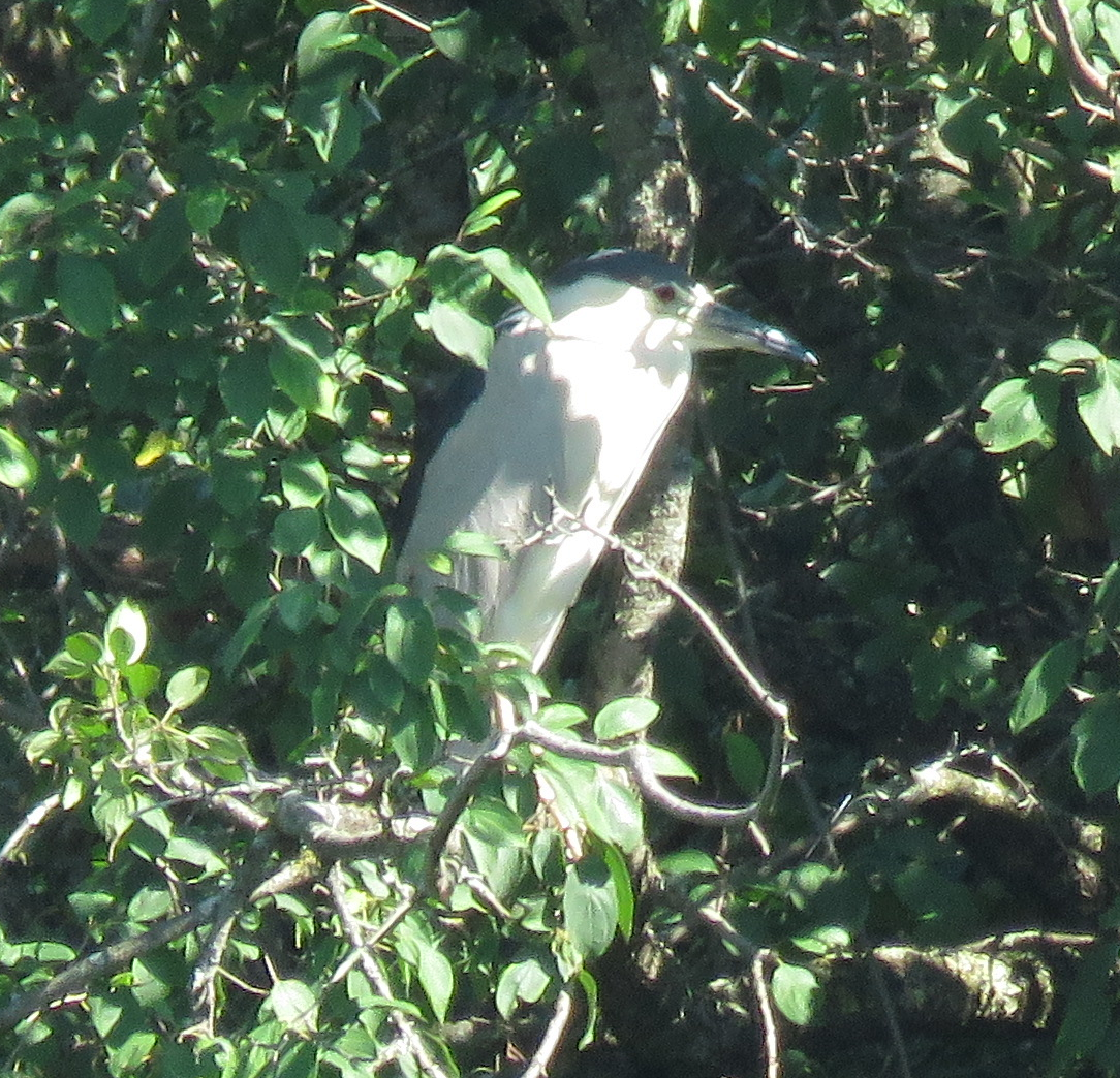 Black-crowned Night Heron - ML478680751