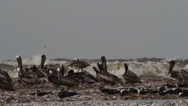 pelikán hnědý - ML478681