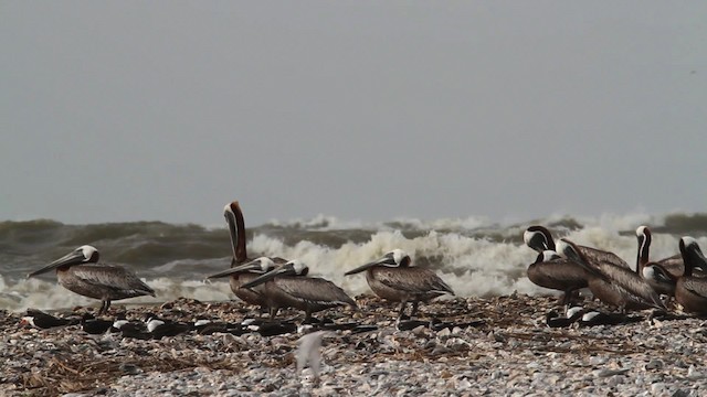 Brown Pelican - ML478682