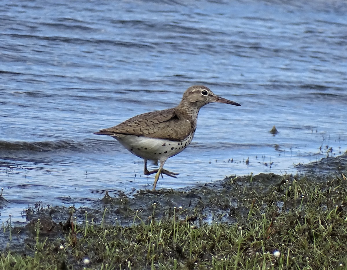 flekksnipe - ML478682151