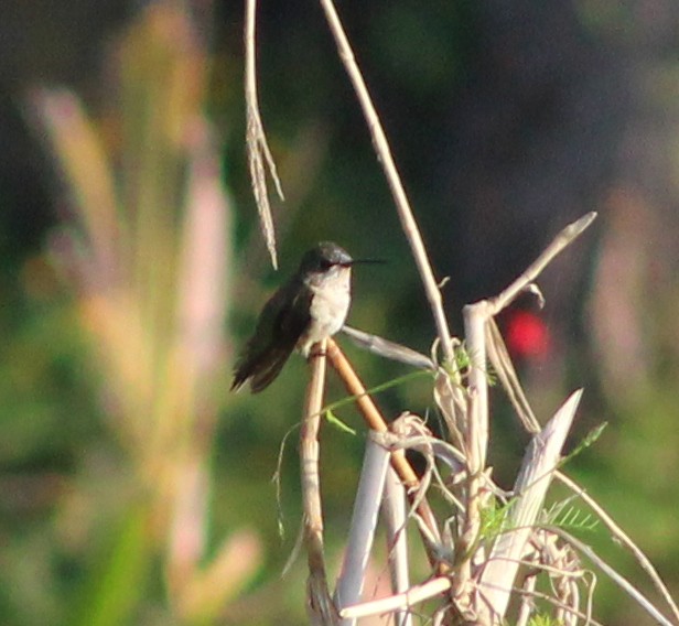 Ruby-throated Hummingbird - ML47868221