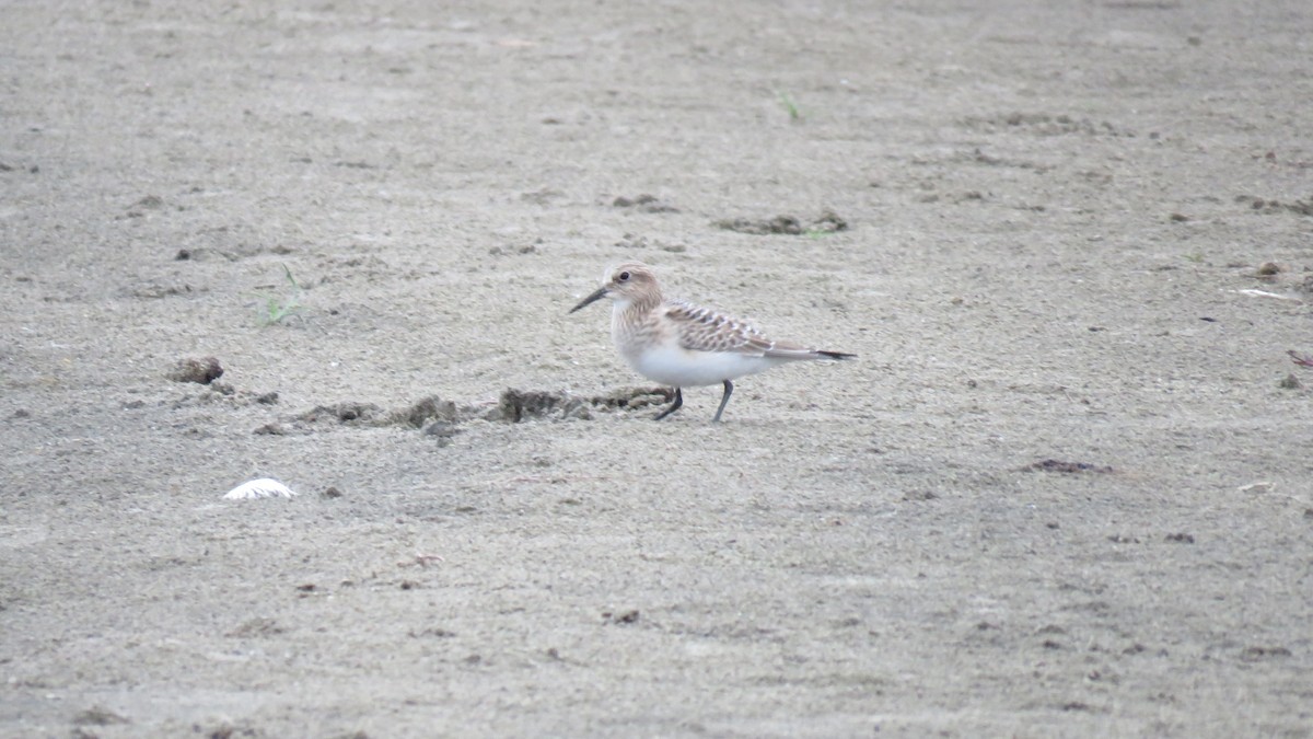 Baird's Sandpiper - ML478682841