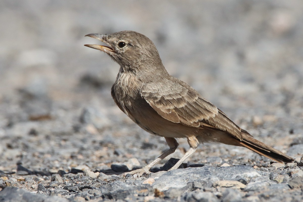 Desert Lark - ML478683261