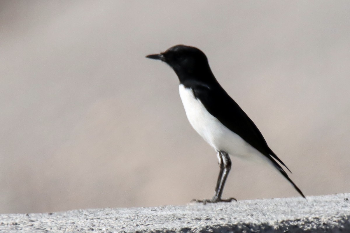 Hume's Wheatear - ML478683271