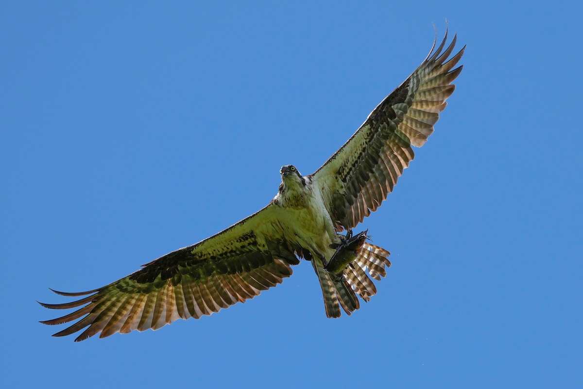 Águila Pescadora - ML478683351