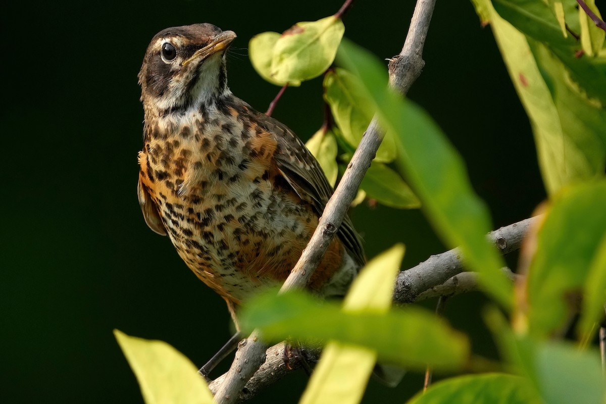 American Robin - ML478683391