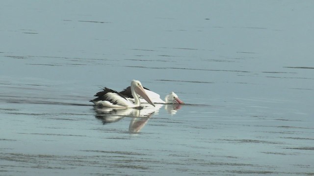 Australian Pelican - ML478684061