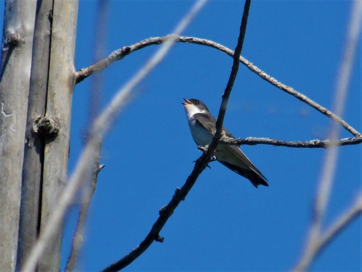 Tree Swallow - ami horowitz