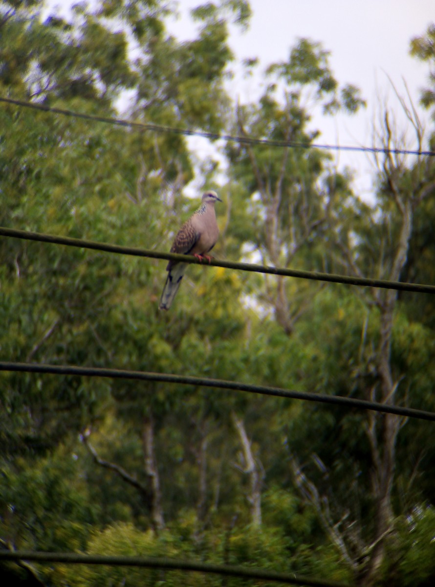 Spotted Dove - ML478685031
