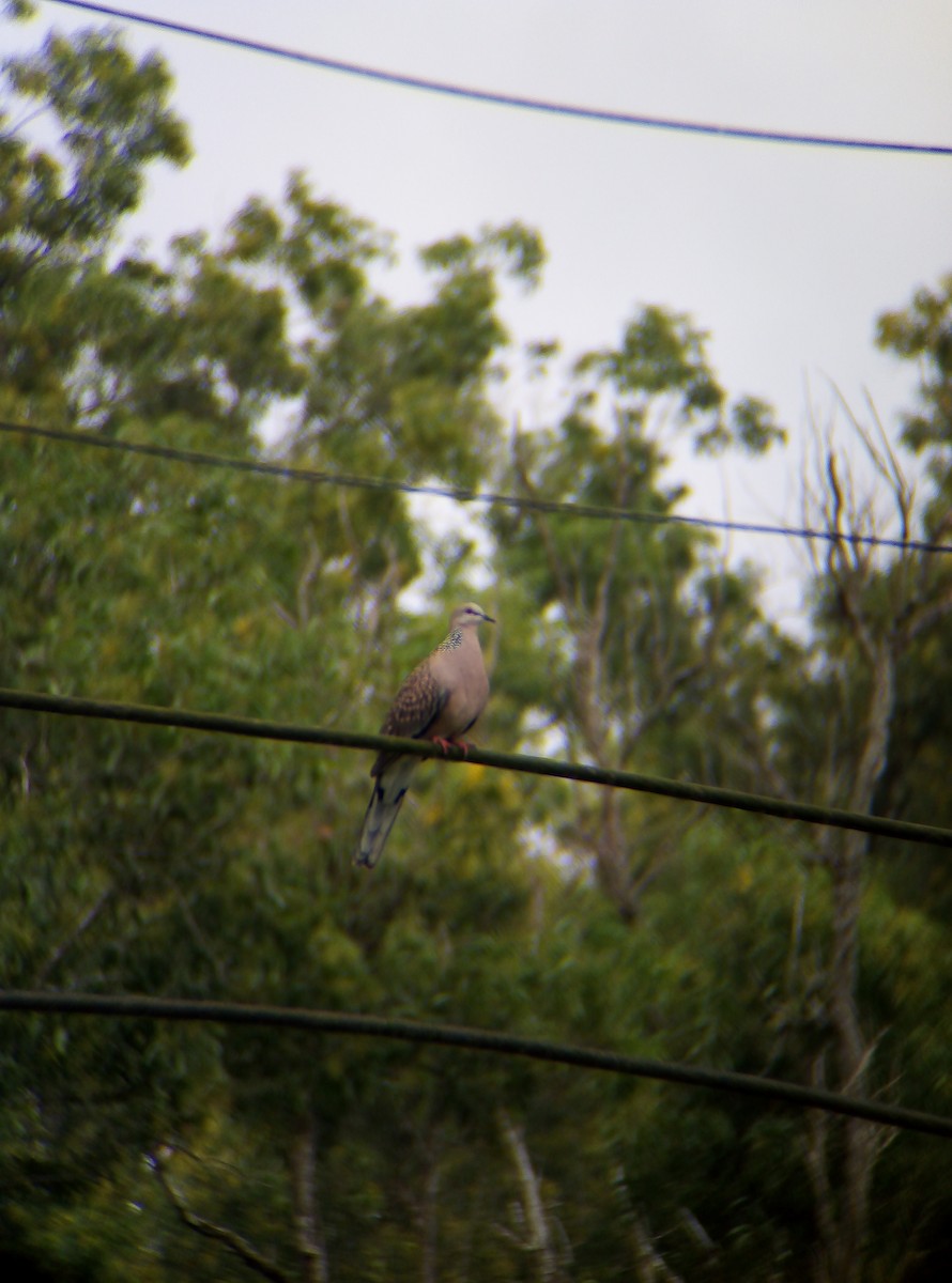 Spotted Dove - ML478685051