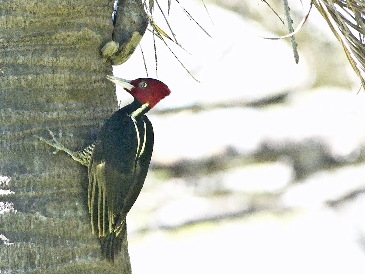 Pale-billed Woodpecker - ML47868511