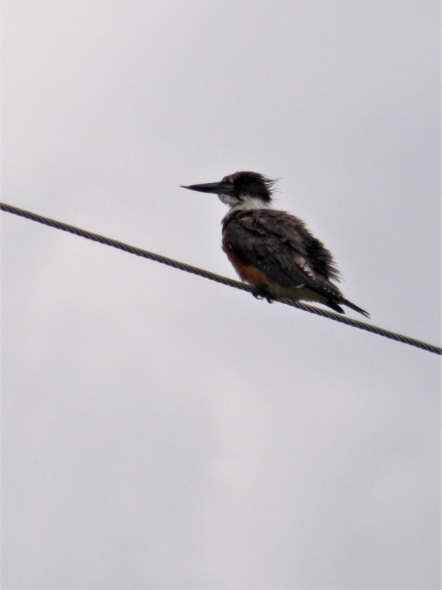 Belted Kingfisher - ML478686291