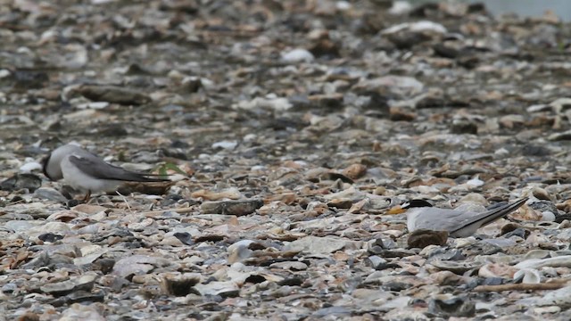 Least Tern - ML478687