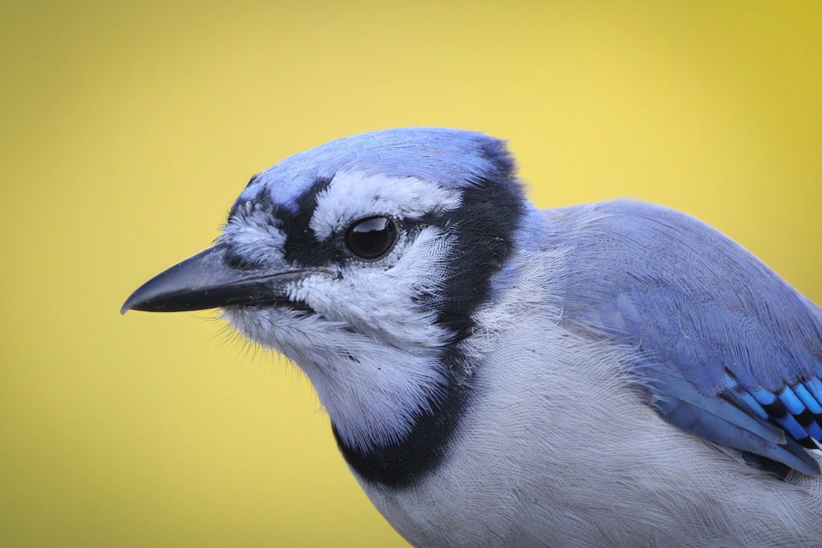 Blue Jay - ML478687421