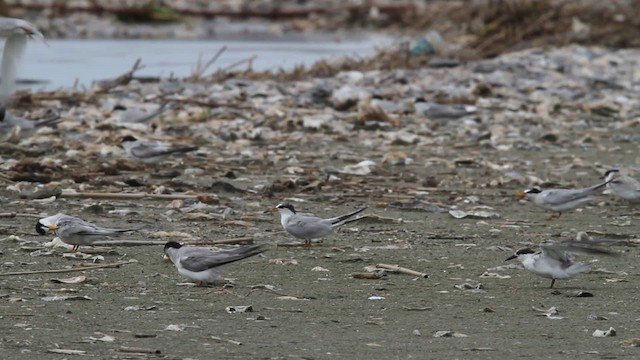 Least Tern - ML478688