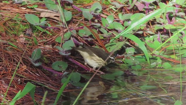 Louisiana Waterthrush - ML478688771