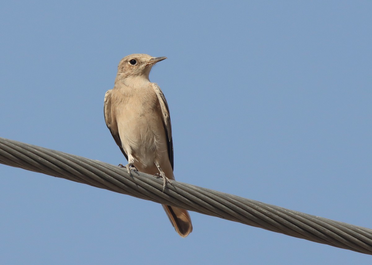 Isabelline Wheatear - ML478689031