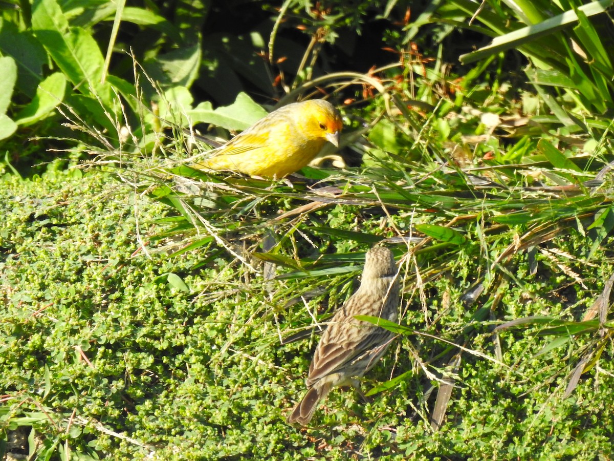 Saffron Finch - ML478689881