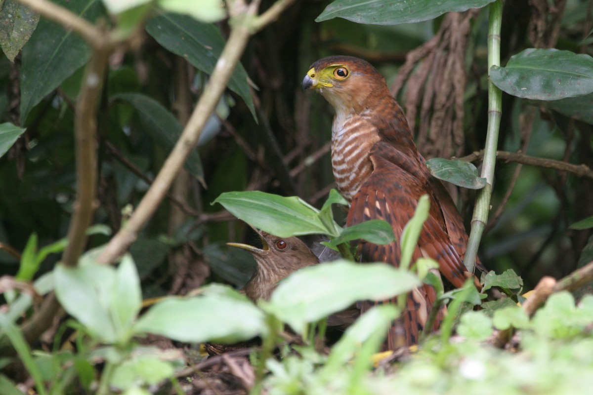 Tiny Hawk - ML47869081