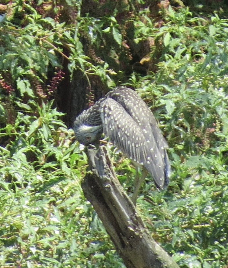 Black-crowned Night Heron - ML478690831