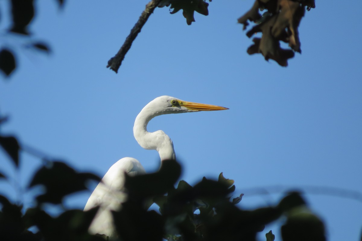 Great Egret - ML478690961