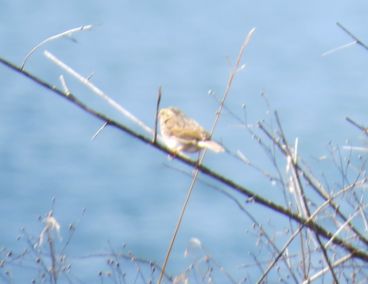 Savannah Sparrow - ML47869121