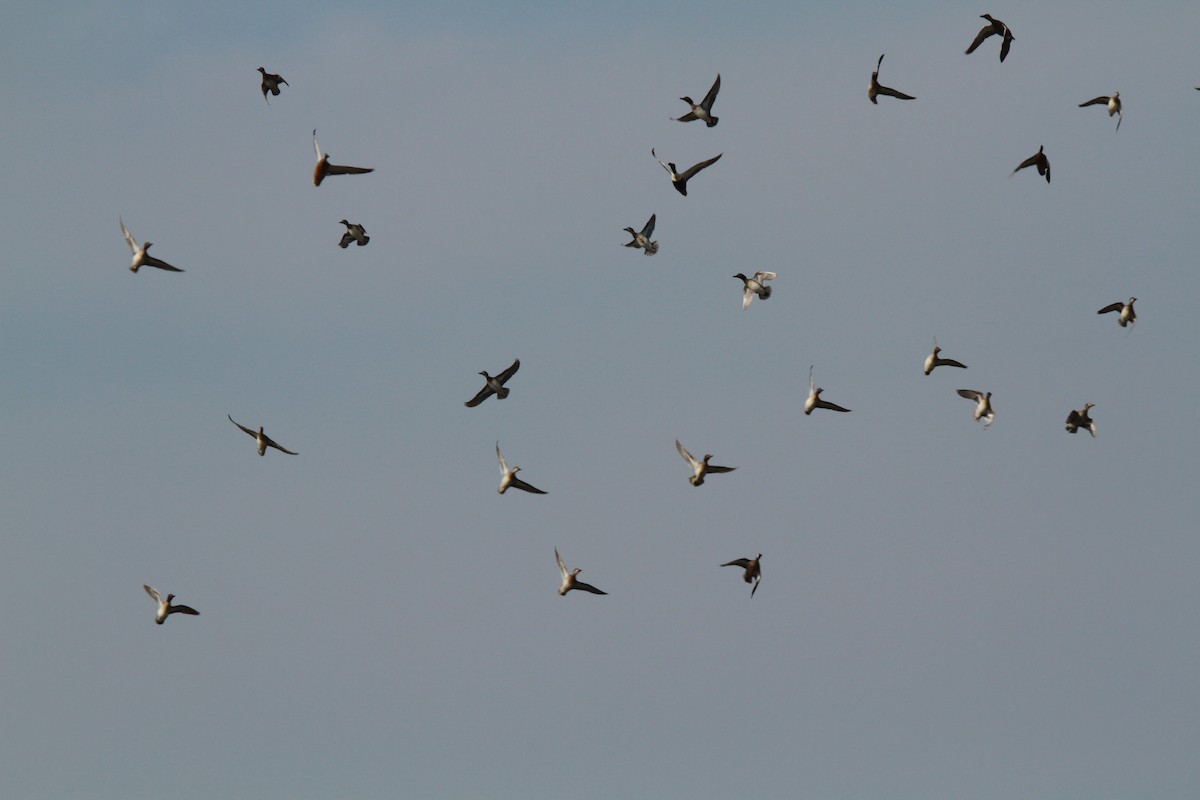 Green-winged Teal - Brent Ortego