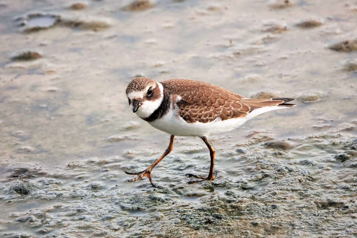 Semipalmated Plover - ML478695411