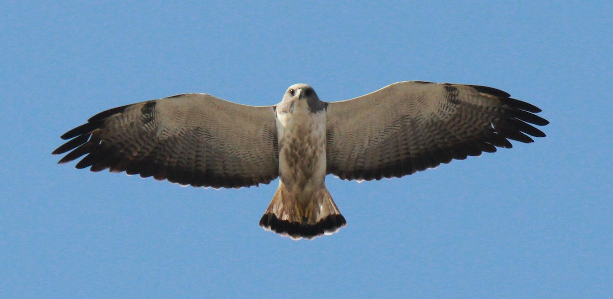 White-tailed Hawk - Brent Ortego