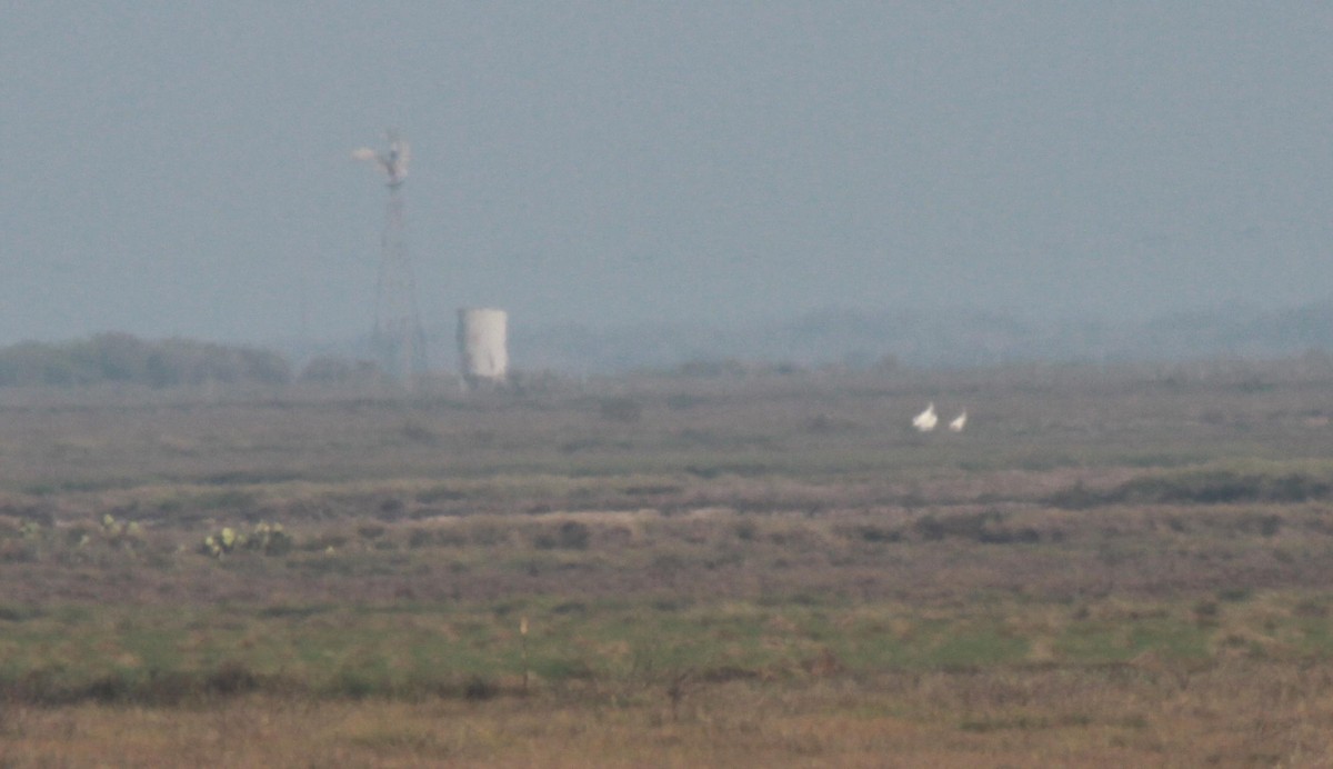 Whooping Crane - ML47869591